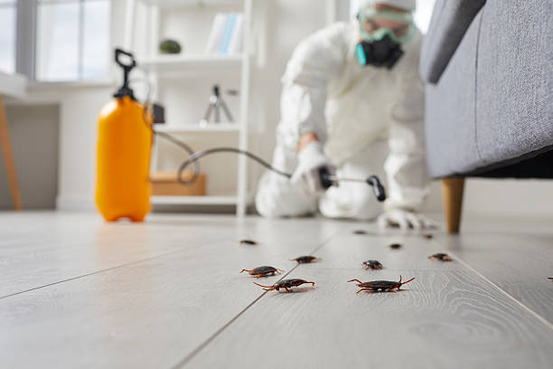 Commercial Rodent Management in Bethany